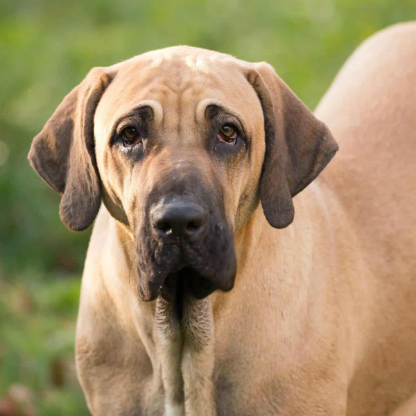 raças de cachorros grandes fila
