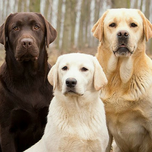 raças de cachorros grandes labrador