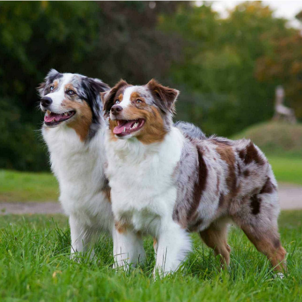 raças de cachorros grandes pastor