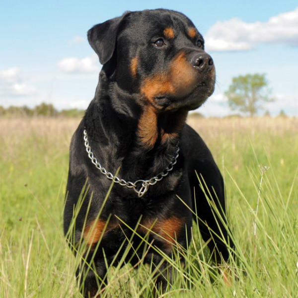 raças de cachorros grandes rottweiler