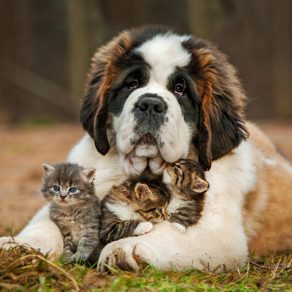 raças de cachorros grandes são bernardo