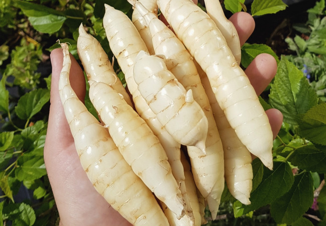 raízes comestíveis araruta