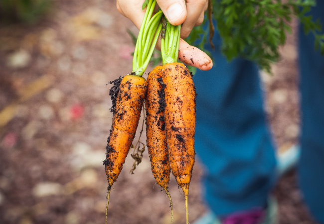raízes comestíveis cenoura