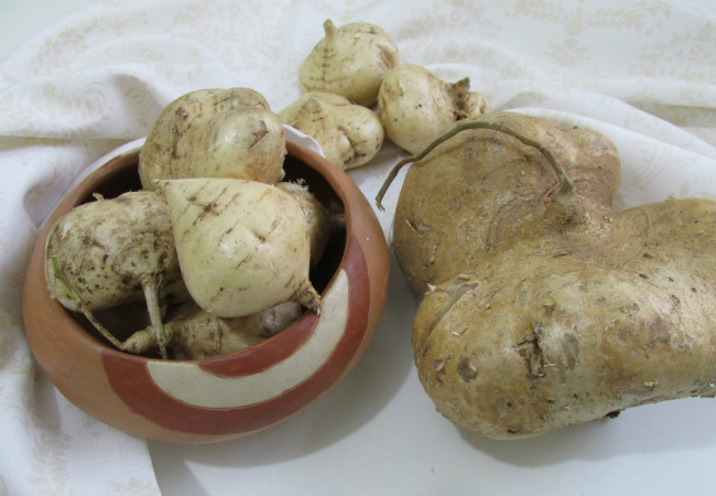 raízes comestíveis jacatupé