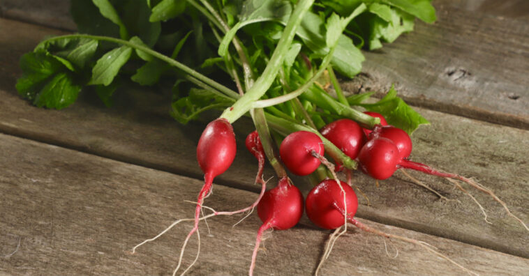 rabanete é bom para memoria