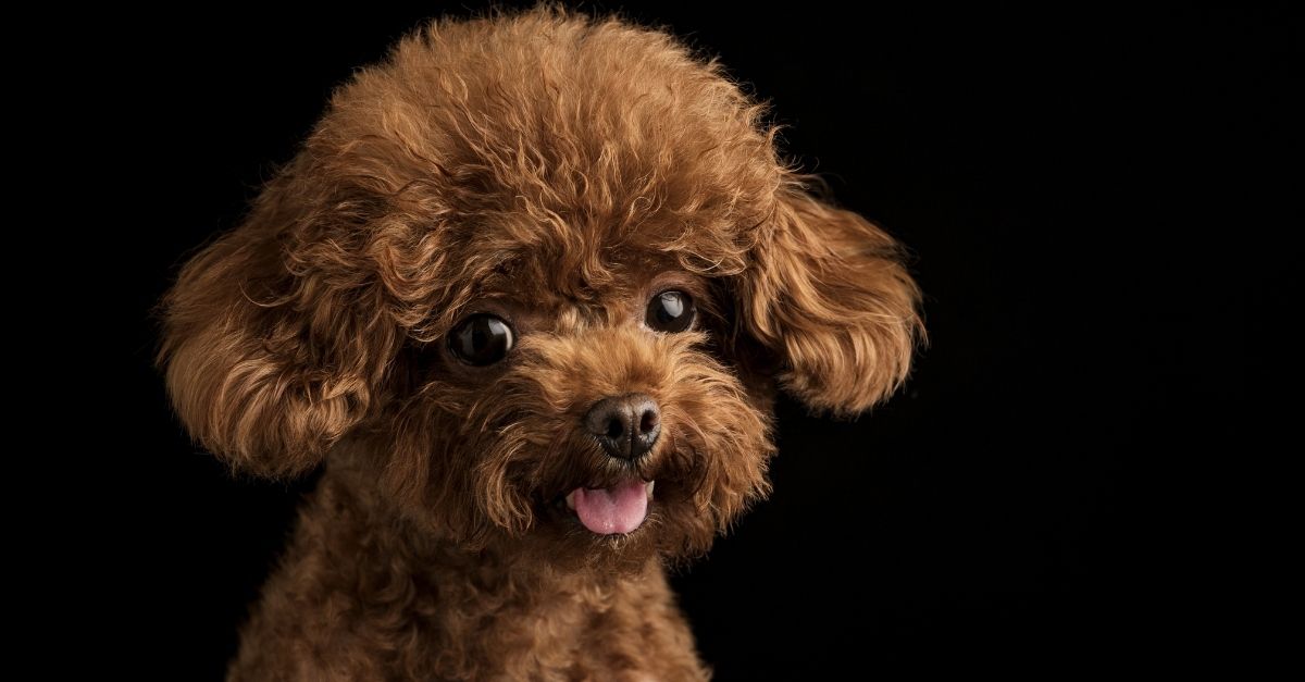 cachorro que não solta pelo