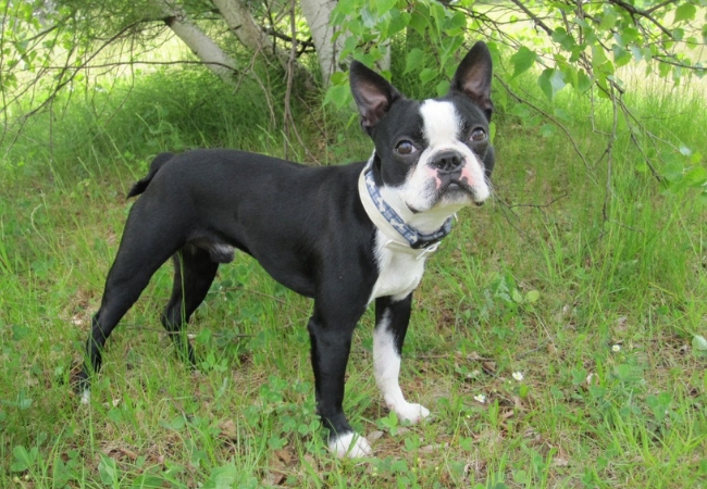 famosas raças de cachorros pequenos boston terrier