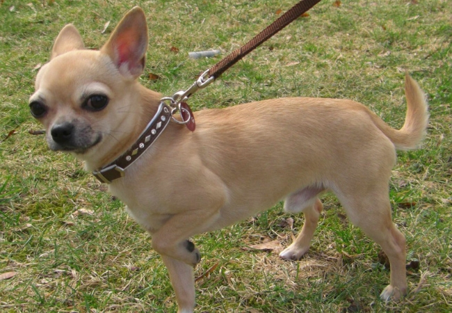 famosas raças de cachorros pequenos chihuahua