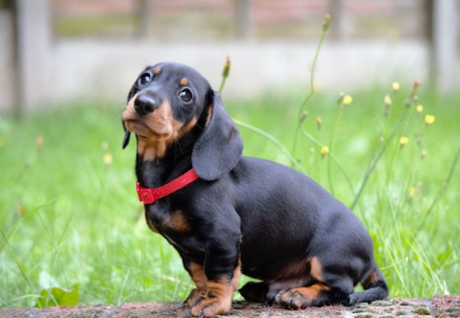 famosas raças de cachorros pequenos dachshund