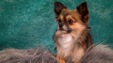 raças de cachorros pequenos