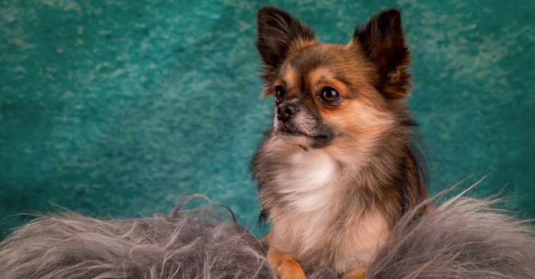 raças de cachorros pequenos