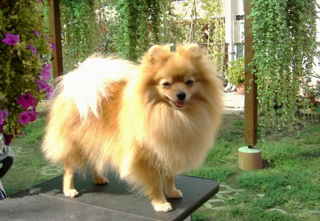 famosas raças de cachorros pequenos lulu