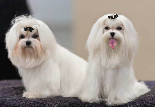 famosas raças de cachorros pequenos maltes