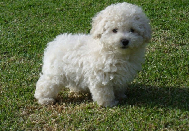 famosas raças de cachorros pequenos poodle