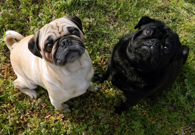 famosas raças de cachorros pequenos pug