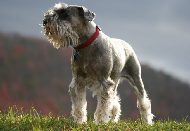 famosas raças de cachorros pequenos schnauzer