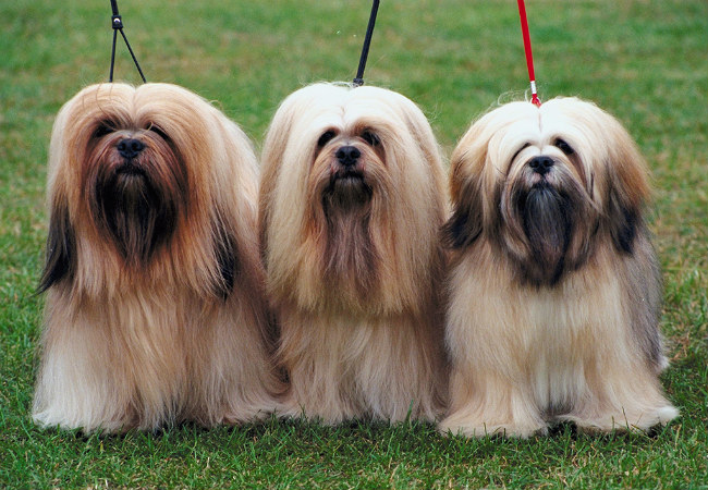 raças de cachorro peludo lhasa apso