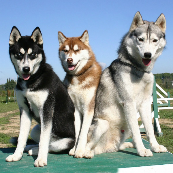 raças de cachorros grandes husky siberiano