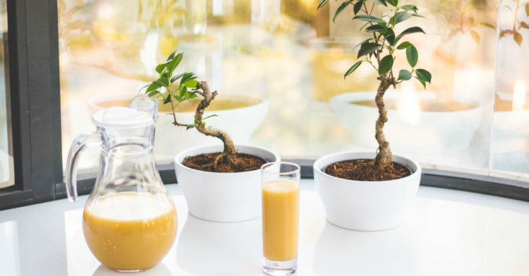 suco para parar de roncar