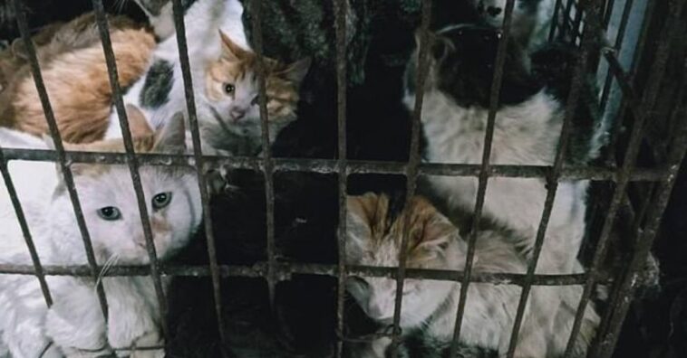 reabre mercado de animais na china