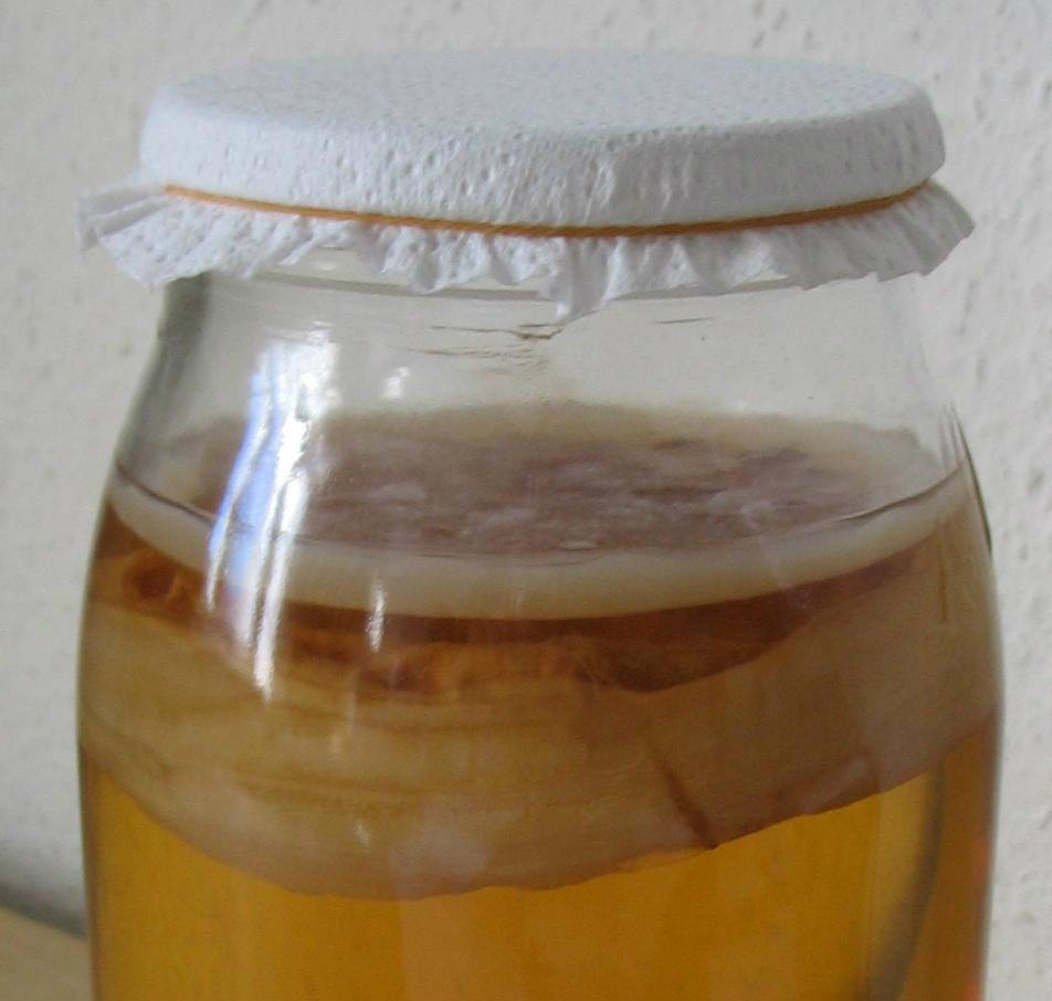 receita kombucha