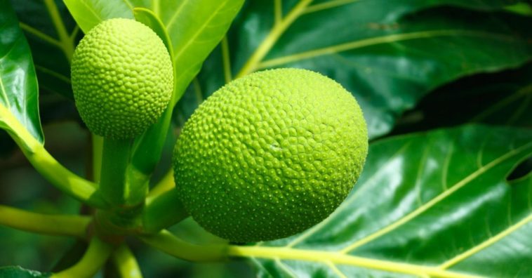 receitas com fruta pão