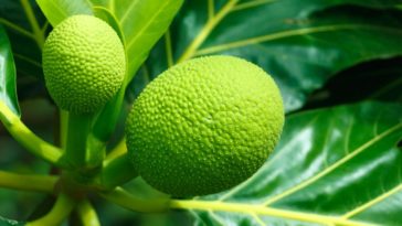 receitas com fruta pão