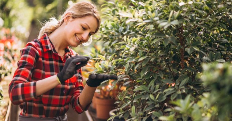 receitas de fungicida caseiro