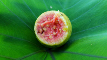 receitas de mousse de goiaba