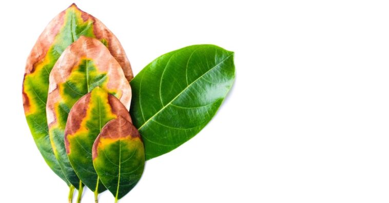 recuperar plantas que estão morrendo