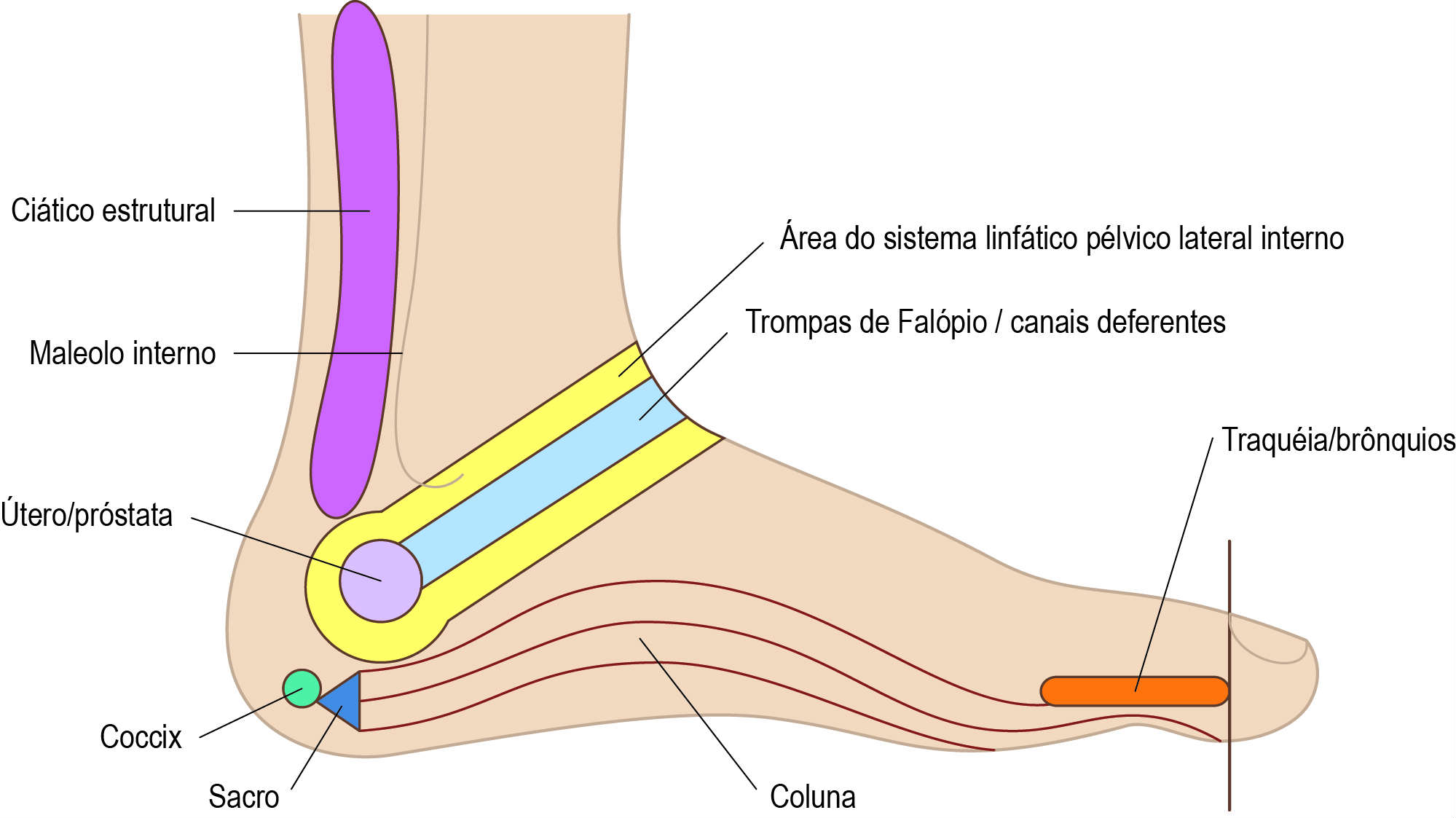 reflexologia podal como funciona