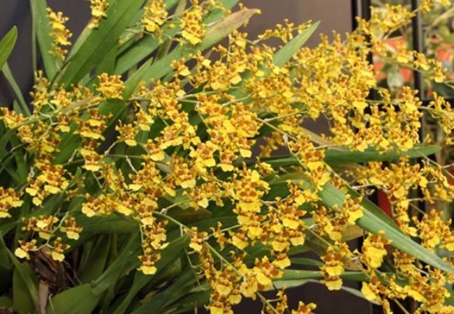 regas da orquídea chuva de ouro