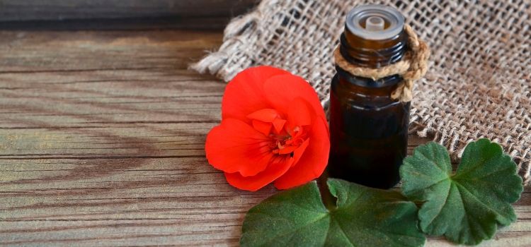 remédios naturais obesidade