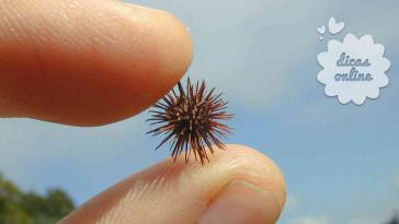 Remédio natural para alergia