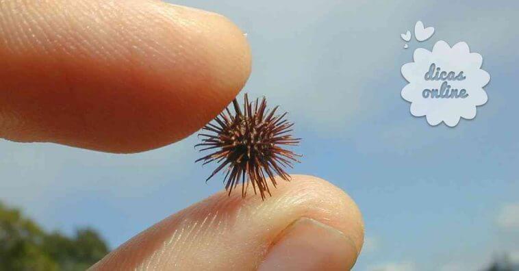 Remédio natural para alergia