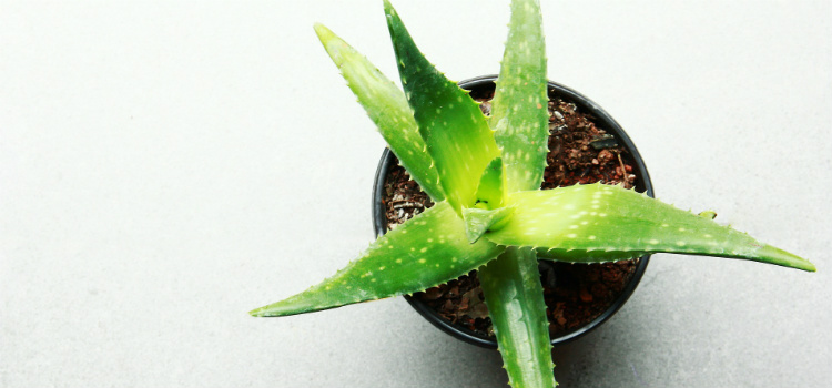 remédios caseiros para a queda de cabelo aloe vera