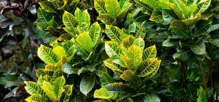 como reproduzir cróton