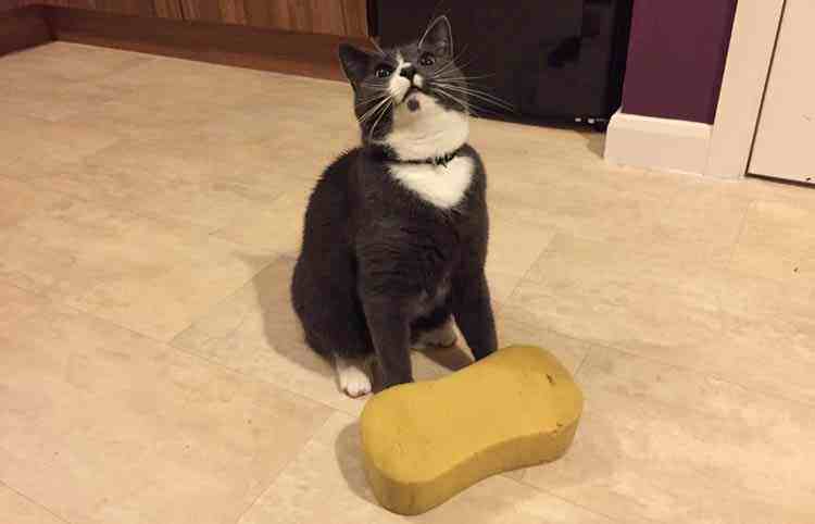 reutilizar-esponja-pia-10