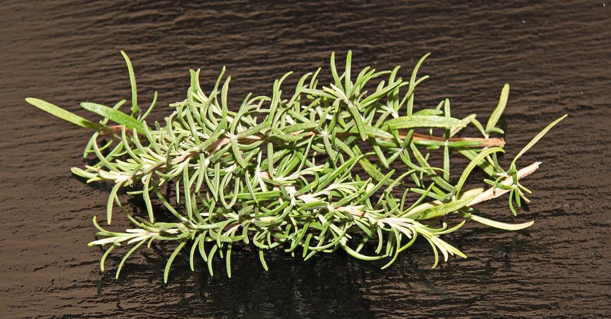 alecrim-erva-poderosa