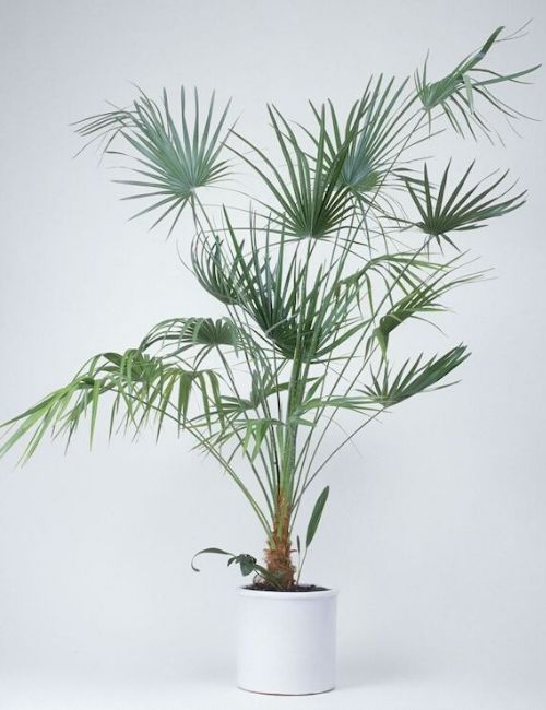 ráfis para banheiro