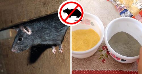 Como acabar com ratos em casa