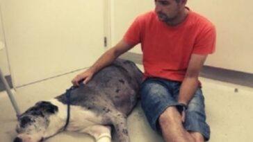 salvar a vida de sua cachorrinha