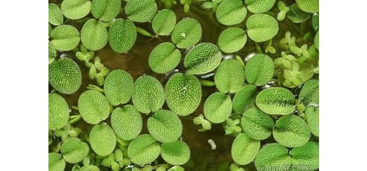 plantas aquáticas salvinia