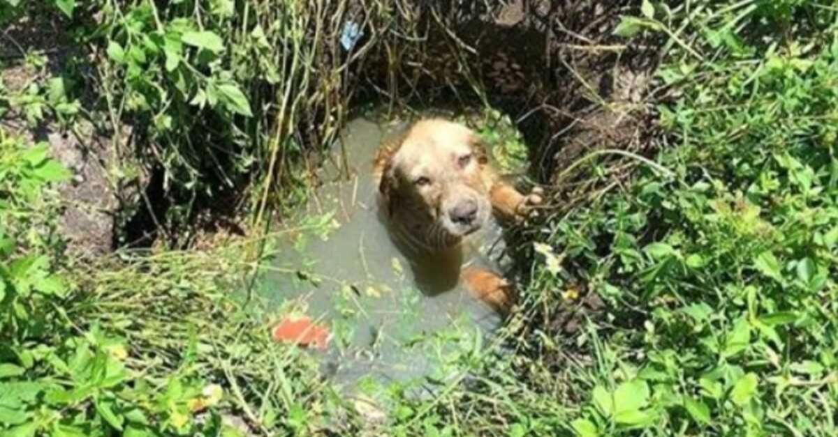 salvou cachorrinho de afogamento