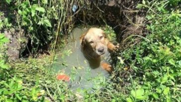 salvou cachorrinho de afogamento