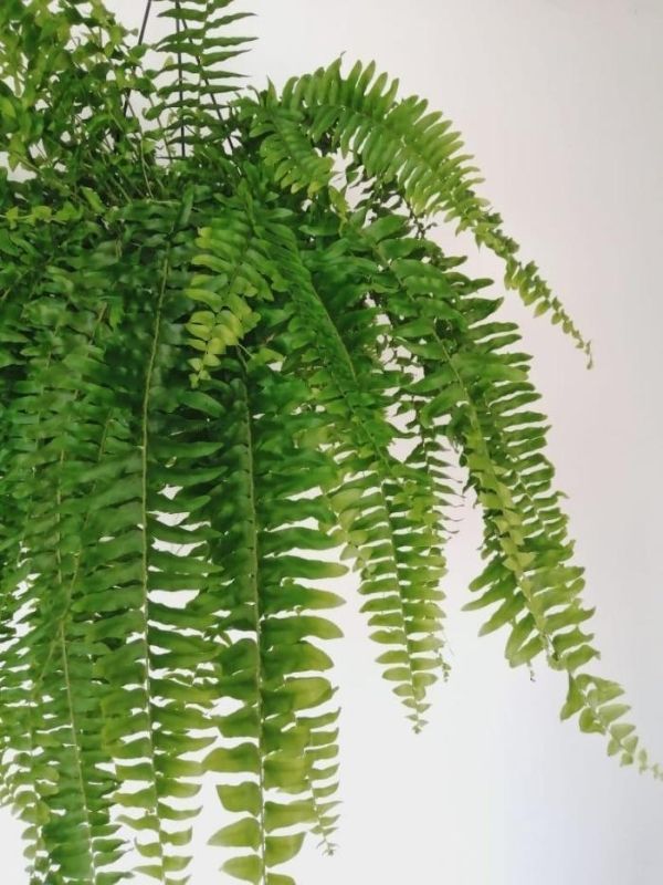 Plantas pet friendly