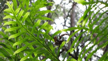 samambaia amazonas como cuidar