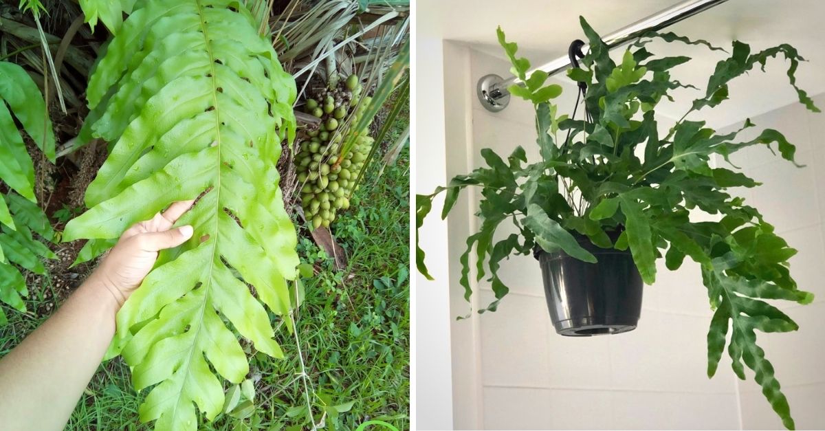 Samambaia amazonas: todos os cuidados para cultivar em casa