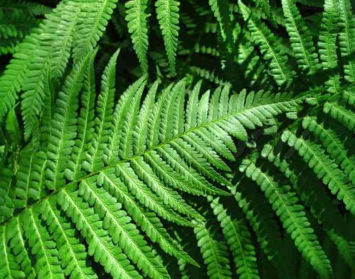 samambaia - plantas que eliminam poluentes