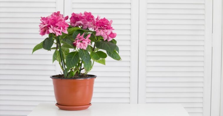 segredos para ter plantas lindas